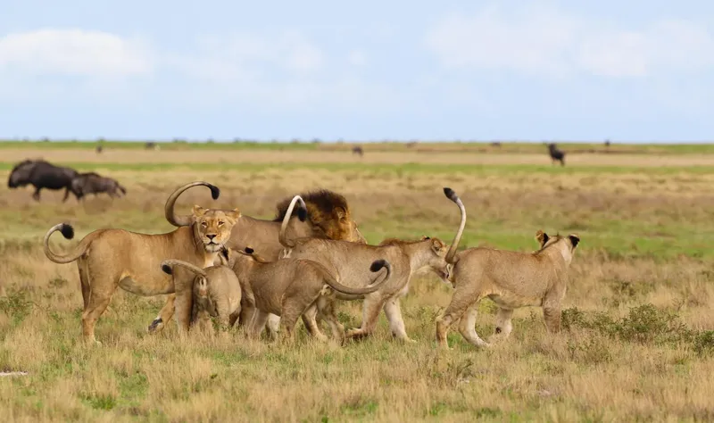 6-Day Private Big 5 Mid Range Tour in - Tanzania safari gallery image