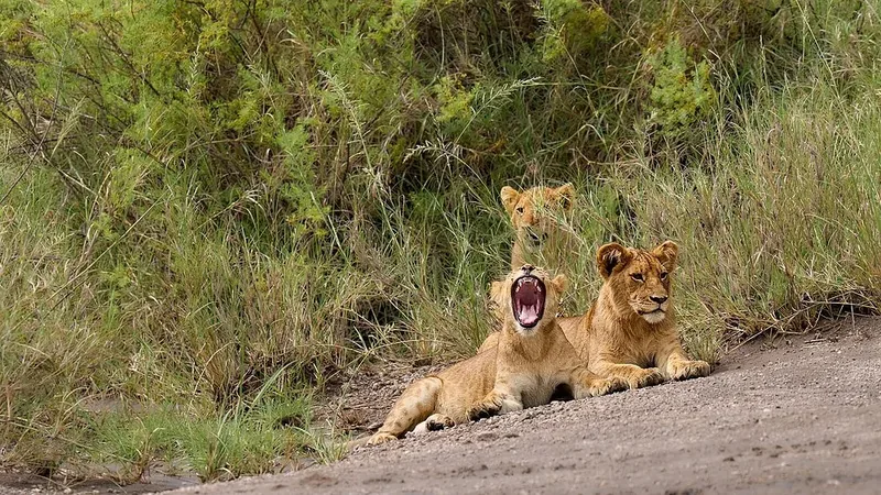 3-Day Ndutu Great Migration Fly-In Safari from Zanzibar gallery image