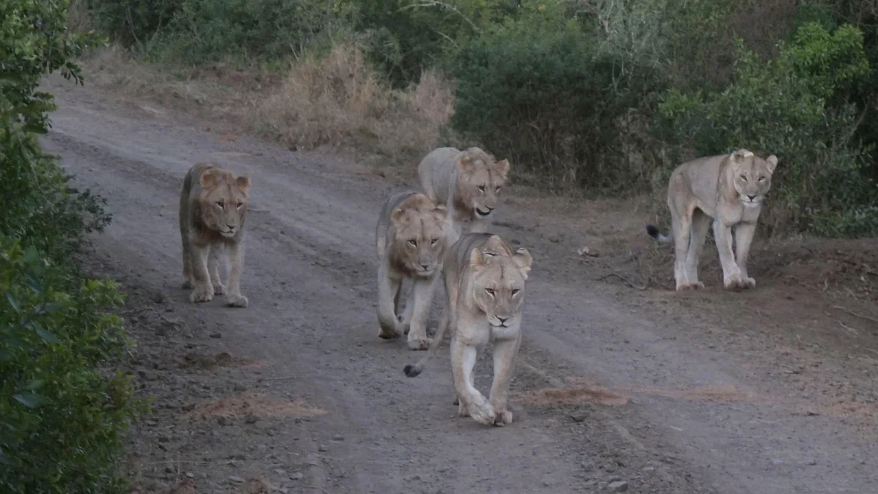 3-Day Flying in Serengeti and Ngorongoro Crater - Tanzania safari