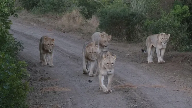 3-Day Return Flights from Zanzibar to Serengeti NP - Tanzania safari