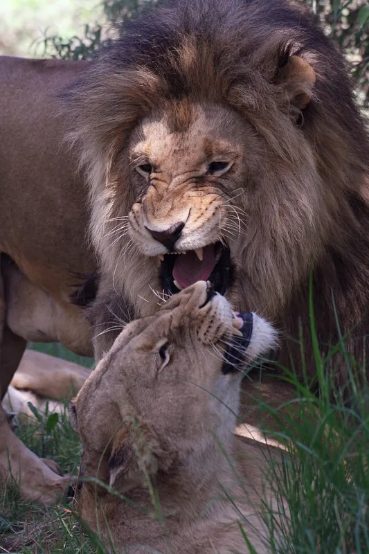 7-Day Journey of the Wildebeest - Luxury - Tanzania safari gallery image