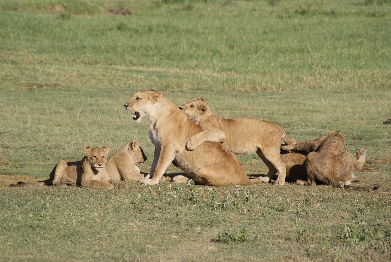 Best 3-Day Fly-in from Zanzibar to Four Seasons Safari Lodge gallery image