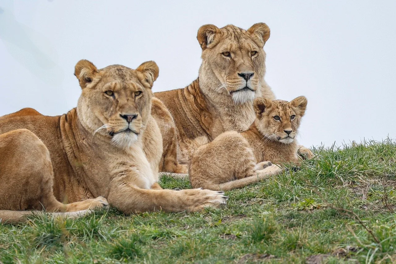 4-Day The Greater Kruger Tshukudu Safari gallery image