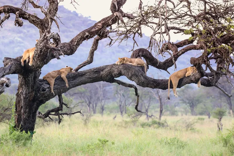 1-Day Lion Climbing Tree in Lake Manyara Trip