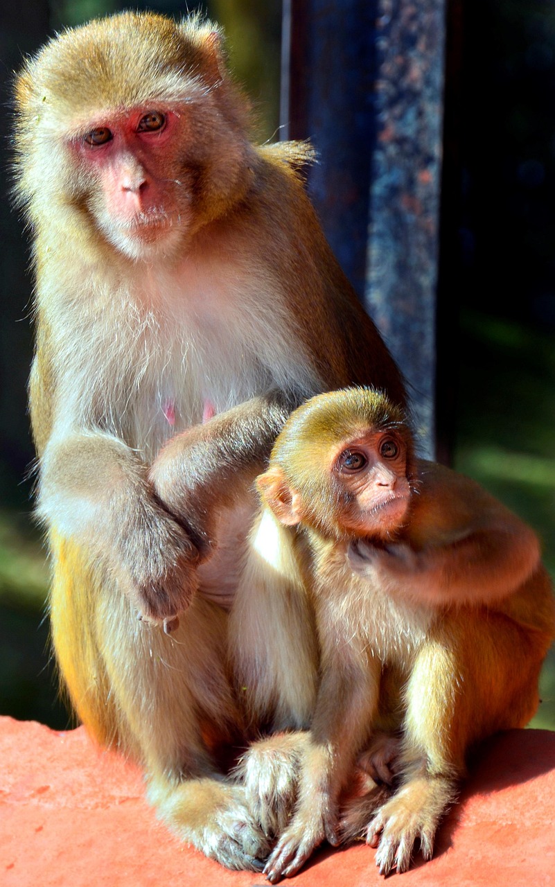 12-Day Rwanda Kenya Adventure Safari -  Rwanda Kenya Safaris gallery image
