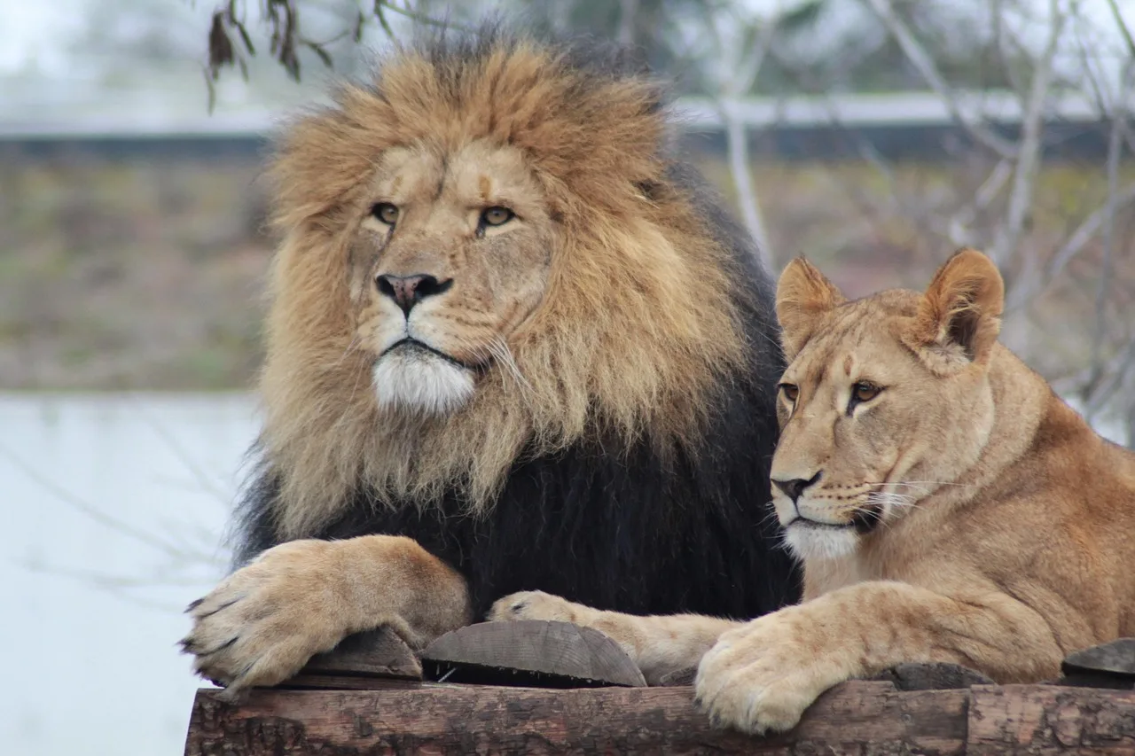 4-Day The Greater Kruger Tshukudu Safari gallery image