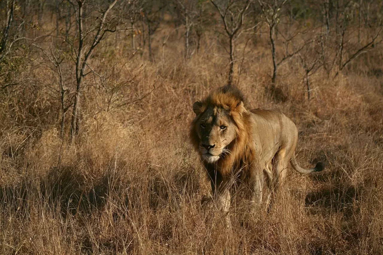 3-Day Luxury Fly in, Fly out Safari - Tanzania safari hero photo