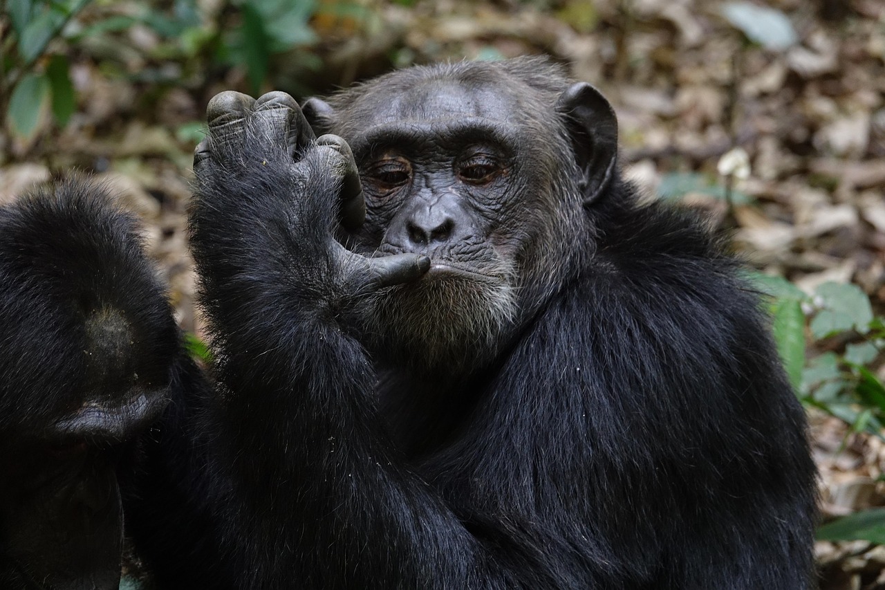 Ultimate 2-Days joining group Adventure at Gombe from Kigoma