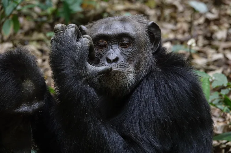 Ultimate 2-Days joining group Adventure at Gombe from Kigoma