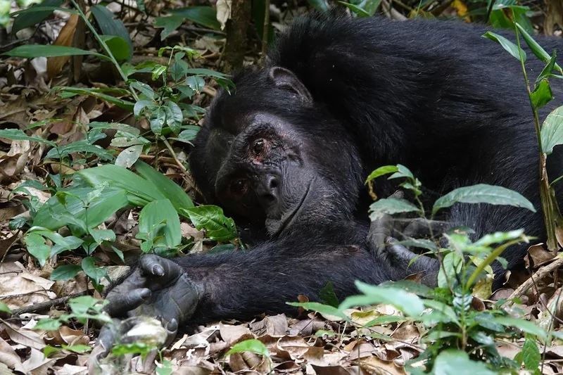 7-Day Rwanda & Uganda Mid-Range Tour - Rwanda gallery image