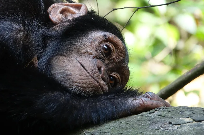 7-Day Chimpanzee Safari Gombe Stream & Mahale Mountains - Tanzania safari