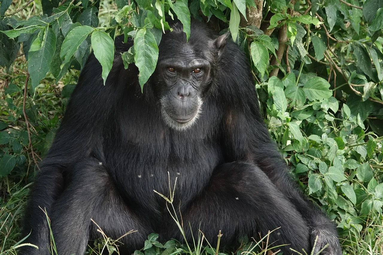 3-Day Murchison Falls Midrange Tour in Uganda-Uganda gallery image