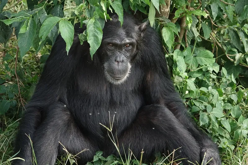 3-Day Gorilla Trekking Tour in Uganda gallery image