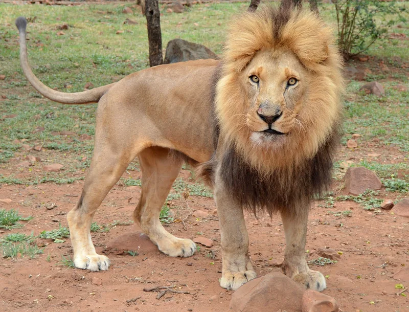10 Days Okavango Delta, Chobe NP and Victoria Falls Safari gallery image