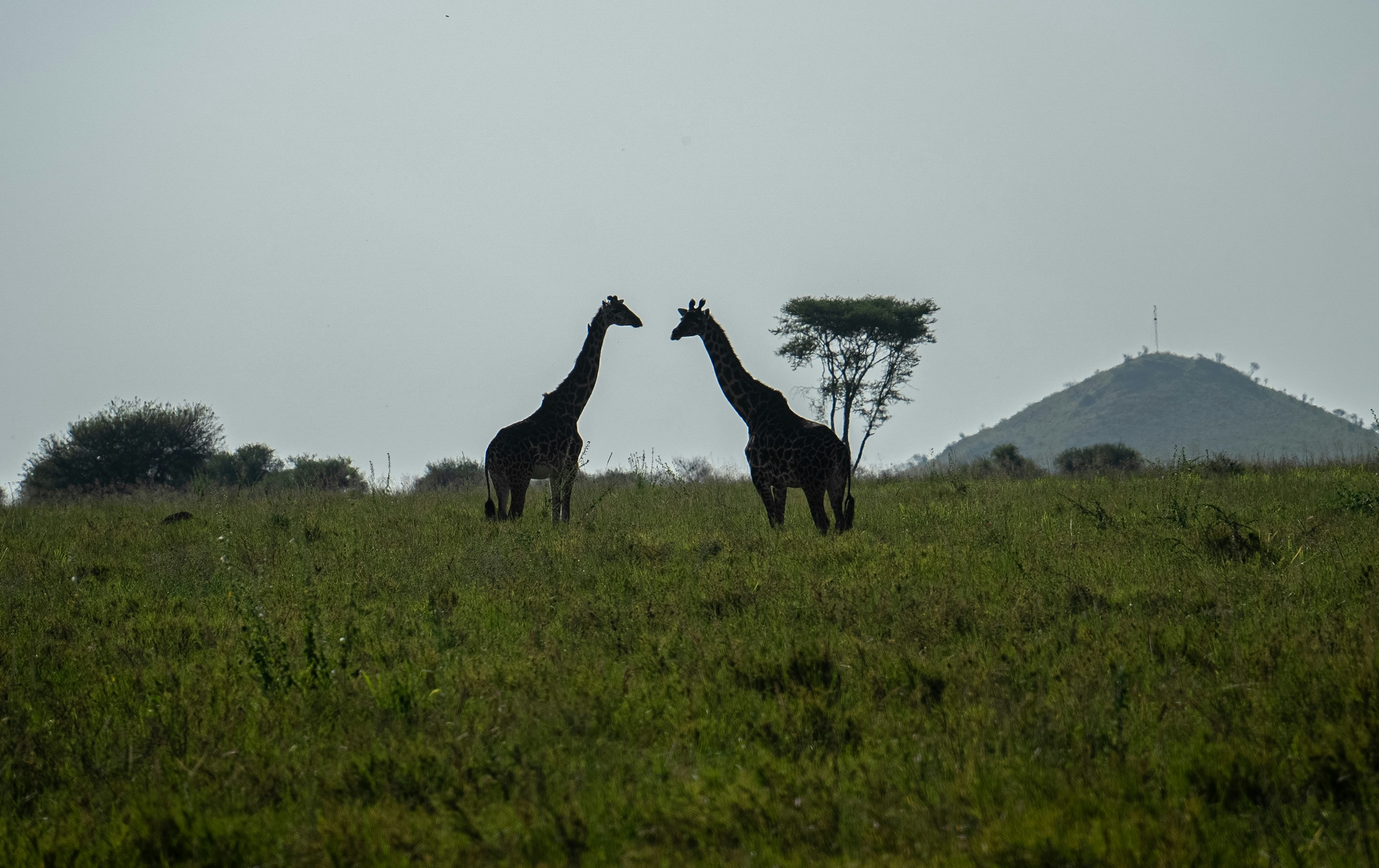8-Day the best Game Safari in Rwanda gallery image