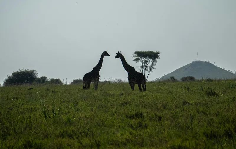 8-Day the best Game Safari in Rwanda gallery image