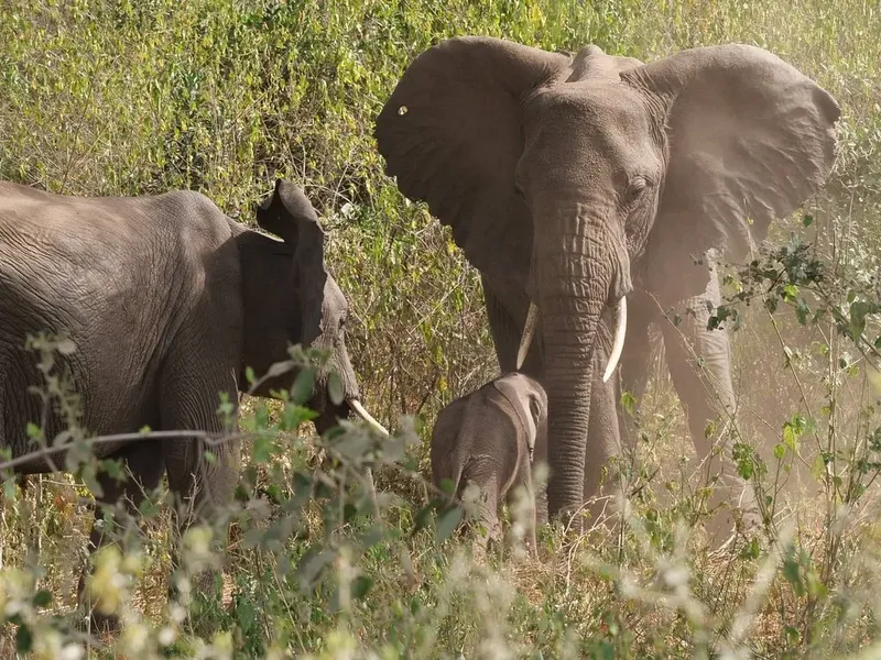 2-Day Tarangire & Lake Manyara Safari Escape