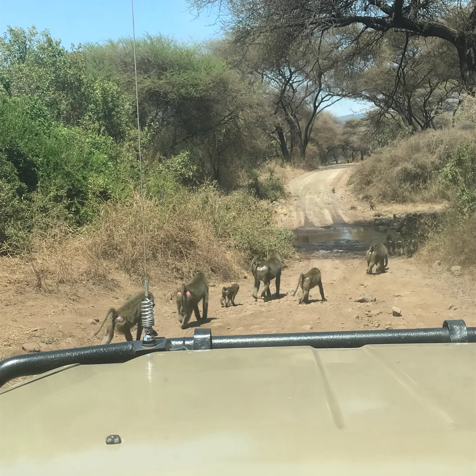 4-Day Classic Tour to Manyara, Serengeti and Ngorongoro - Tanzania safari gallery image