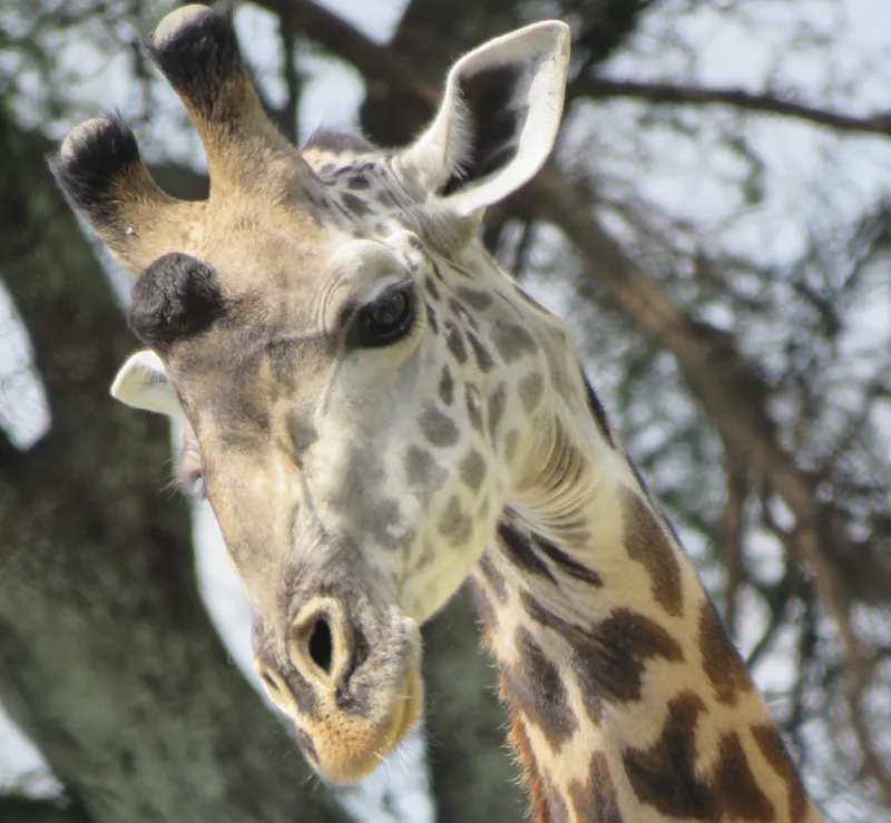 4-Day Classic Tour to Manyara, Serengeti and Ngorongoro - Tanzania safari