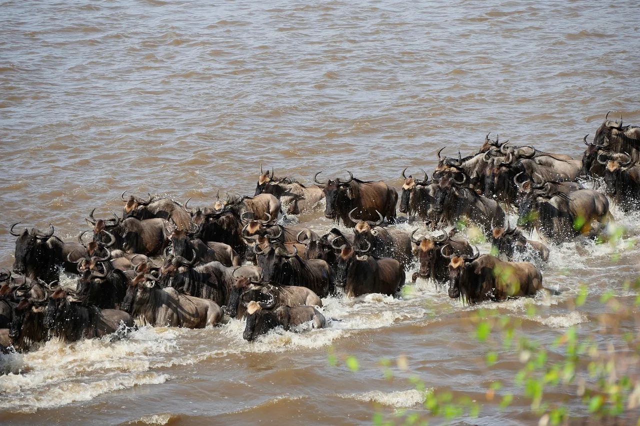 8 Days  Rivers & Reserves Safari Escape gallery image