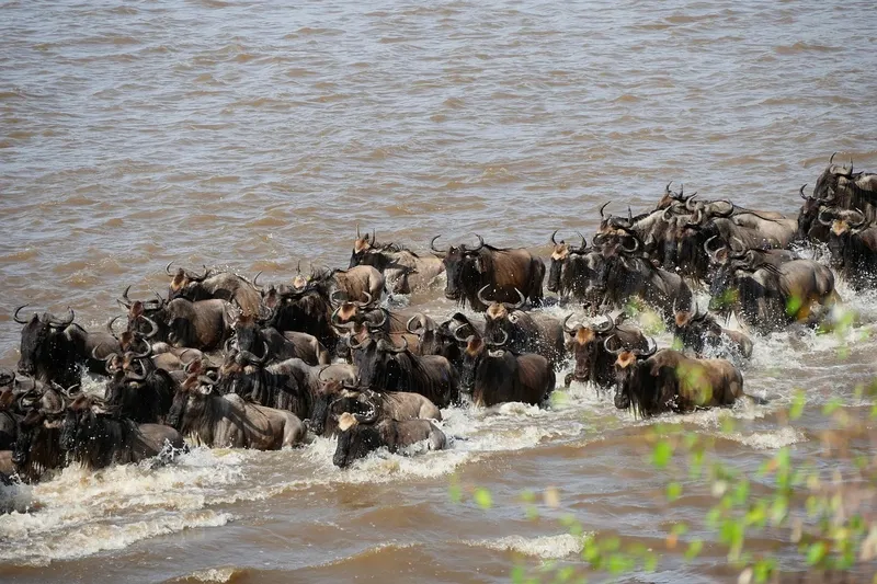 3-Day Serengeti Fly in+ Balloon Experience from Zanzibar - Tanzania safari