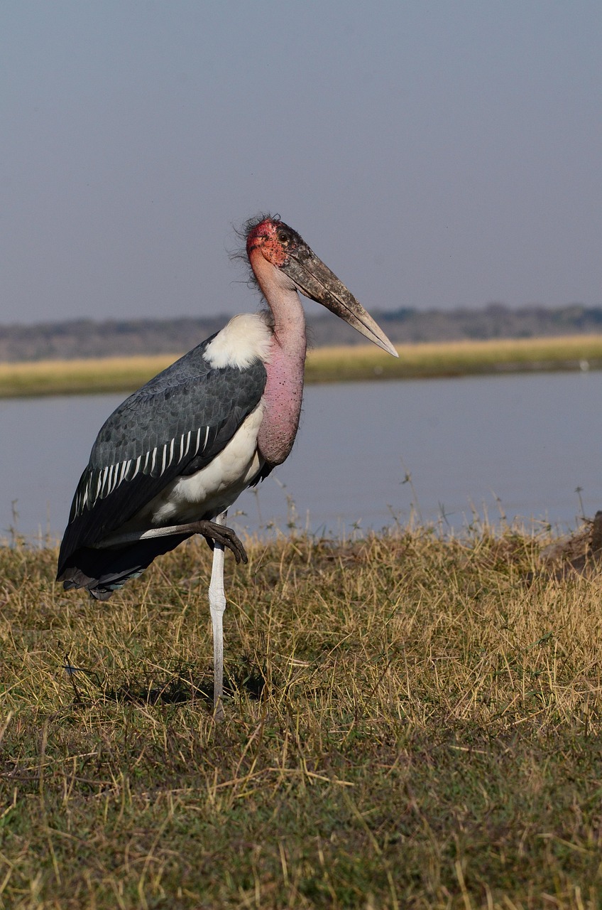 10 Days  Delta & Chobe Luxury Safari - 3 Free Nights gallery image