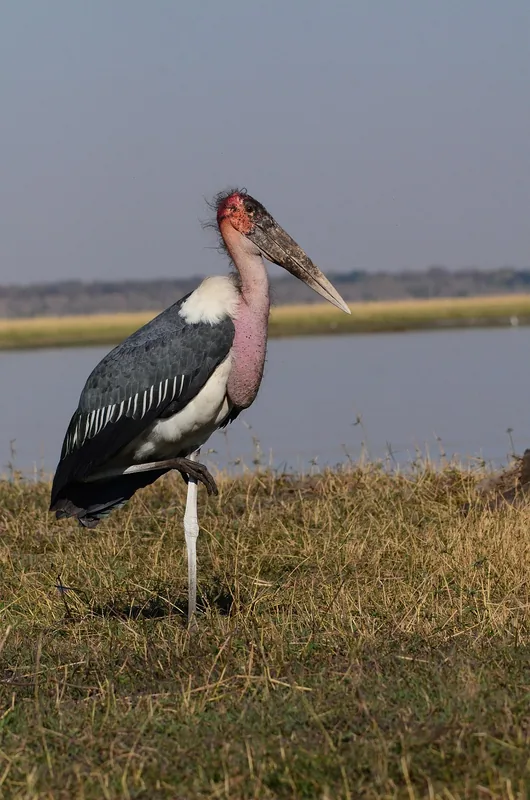 10 Days  Delta & Chobe Luxury Safari - 3 Free Nights gallery image