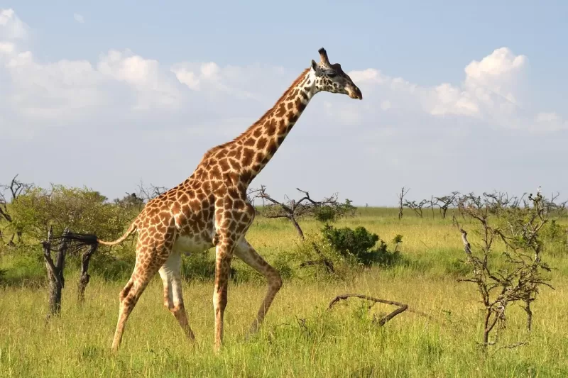 6-Days  Affordable Kruger & Sabi Sands Safari gallery image