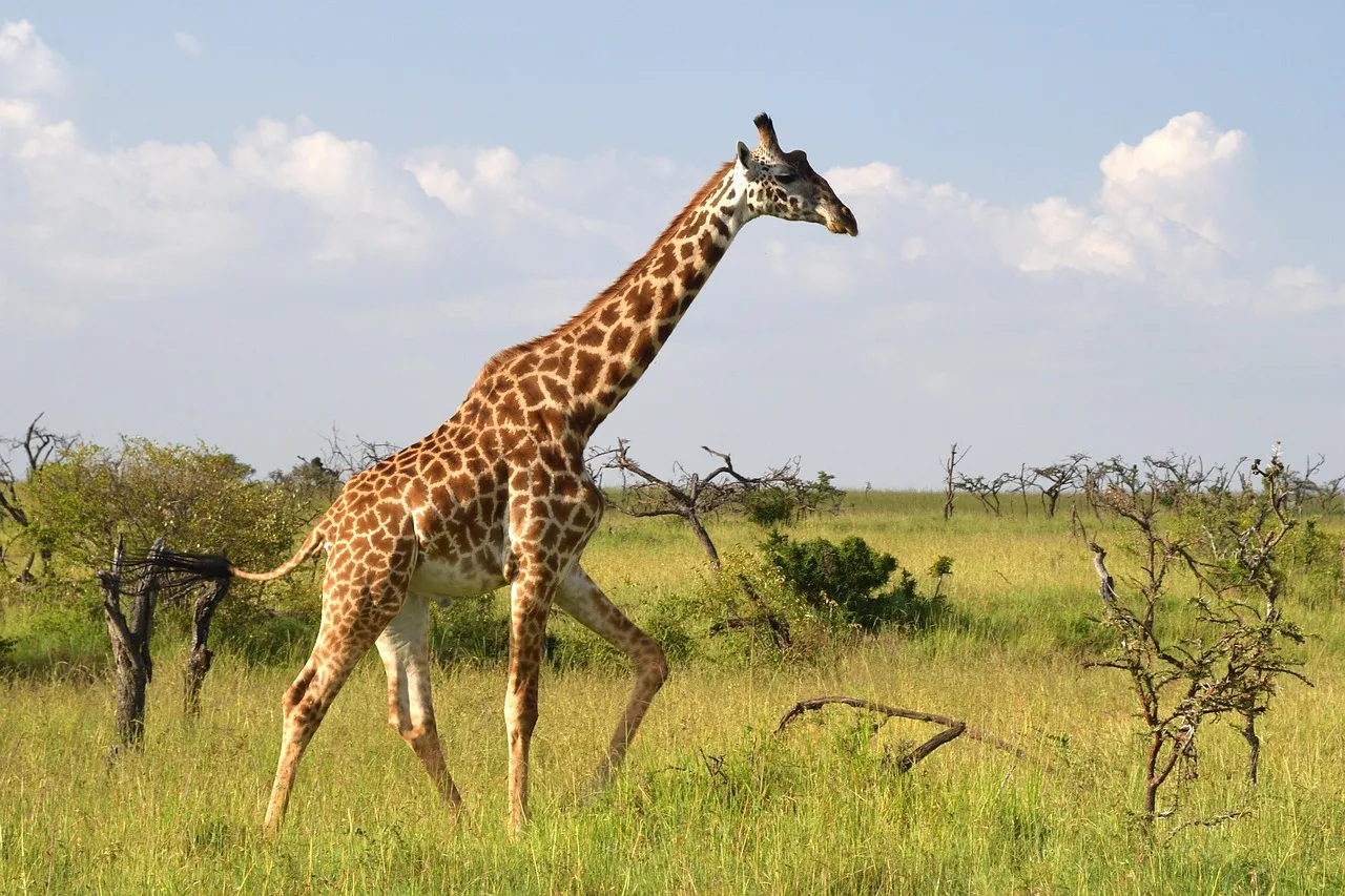 6-Days  Tremisana/Treehouse Kruger Park Safari gallery image
