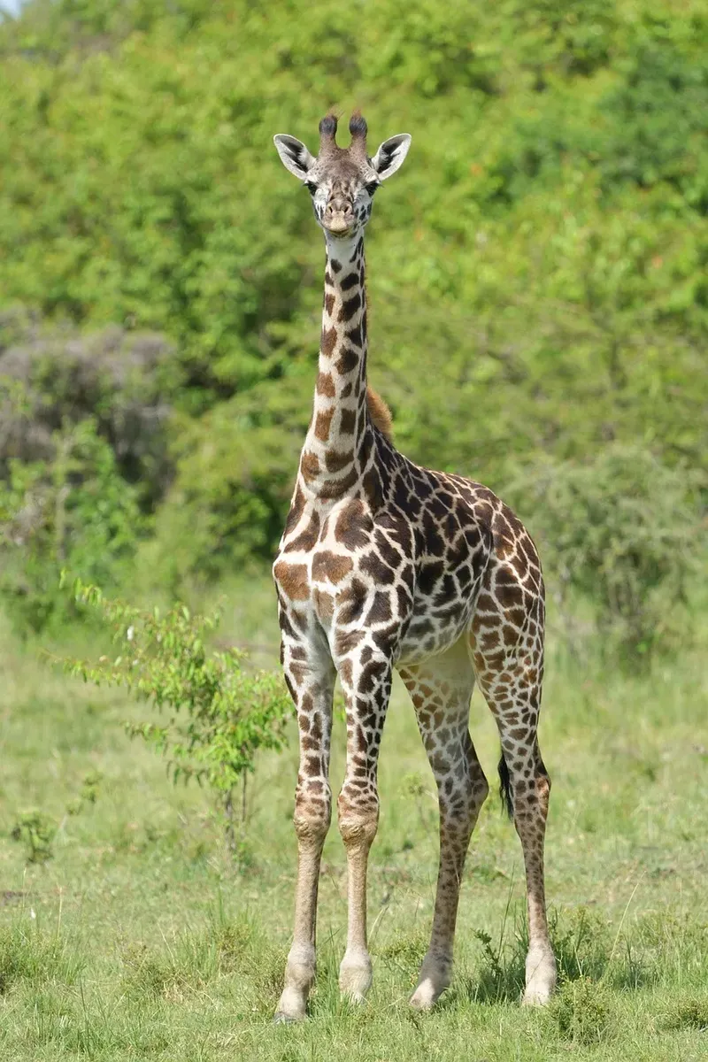 15-Day Epic Kenya Adventure Safari - Kenya safari gallery image
