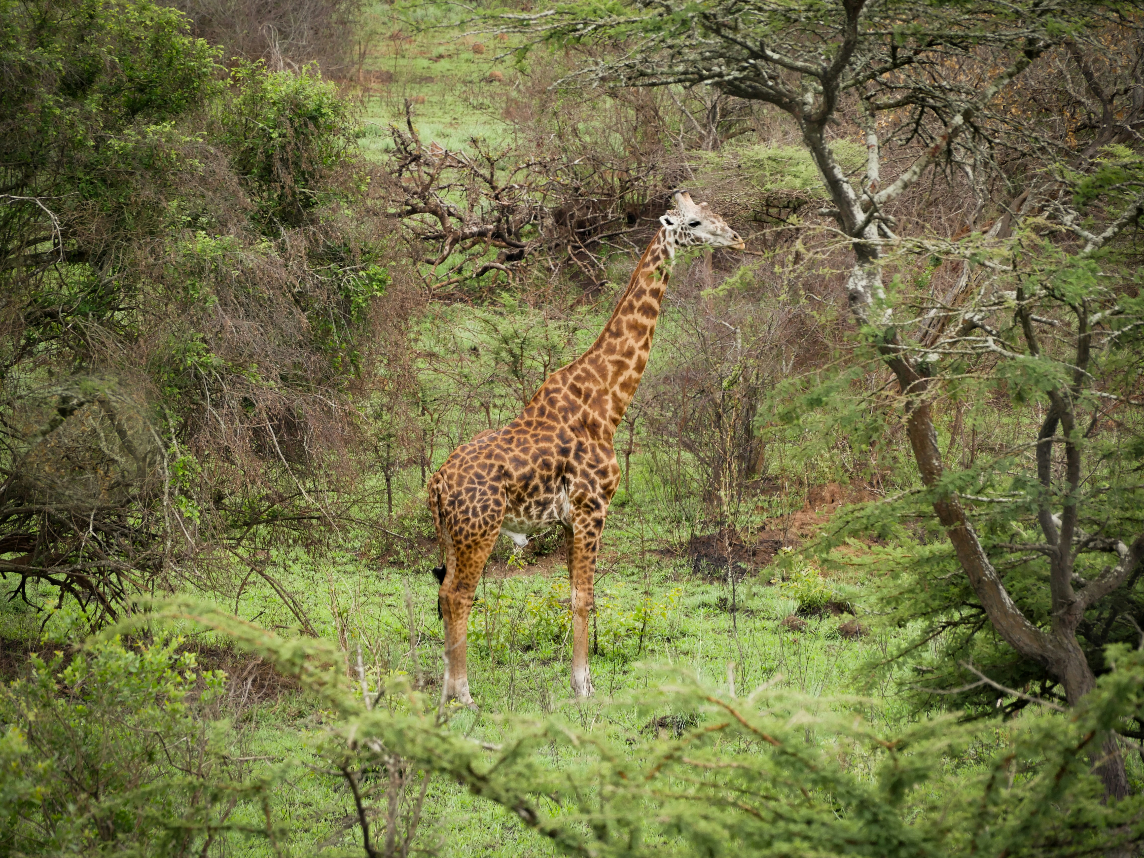 3-Day Gorilla & Golden Monkey Trekking - Rwanda gallery image