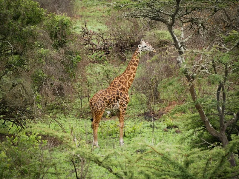 3-Day Gorilla & Golden Monkey Trekking - Rwanda gallery image