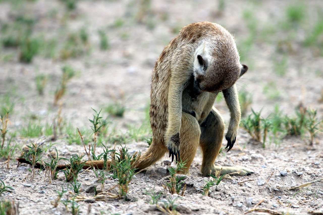 10 Days  Chobe River Front-Khwai Conservancy-Okavango Delta gallery image
