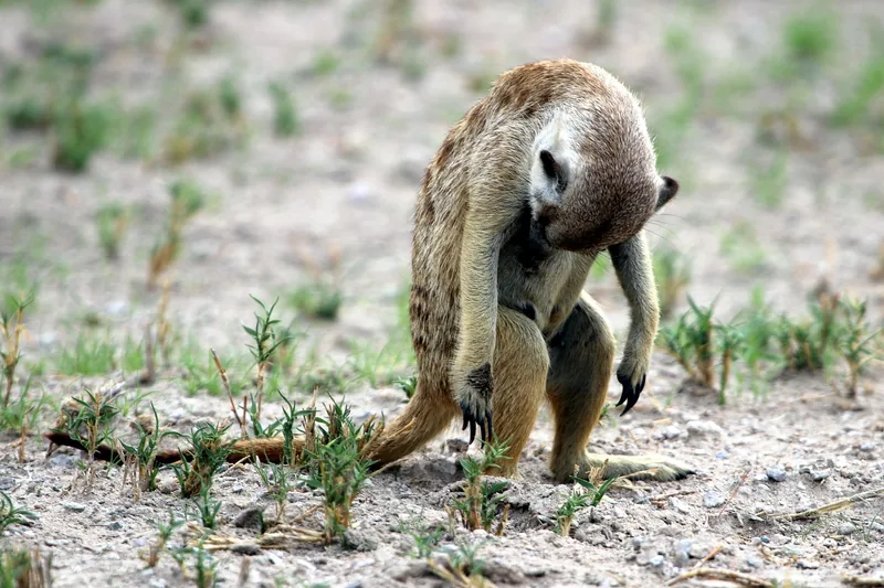 10 Days  Delta & Chobe Luxury Safari - 3 Free Nights gallery image