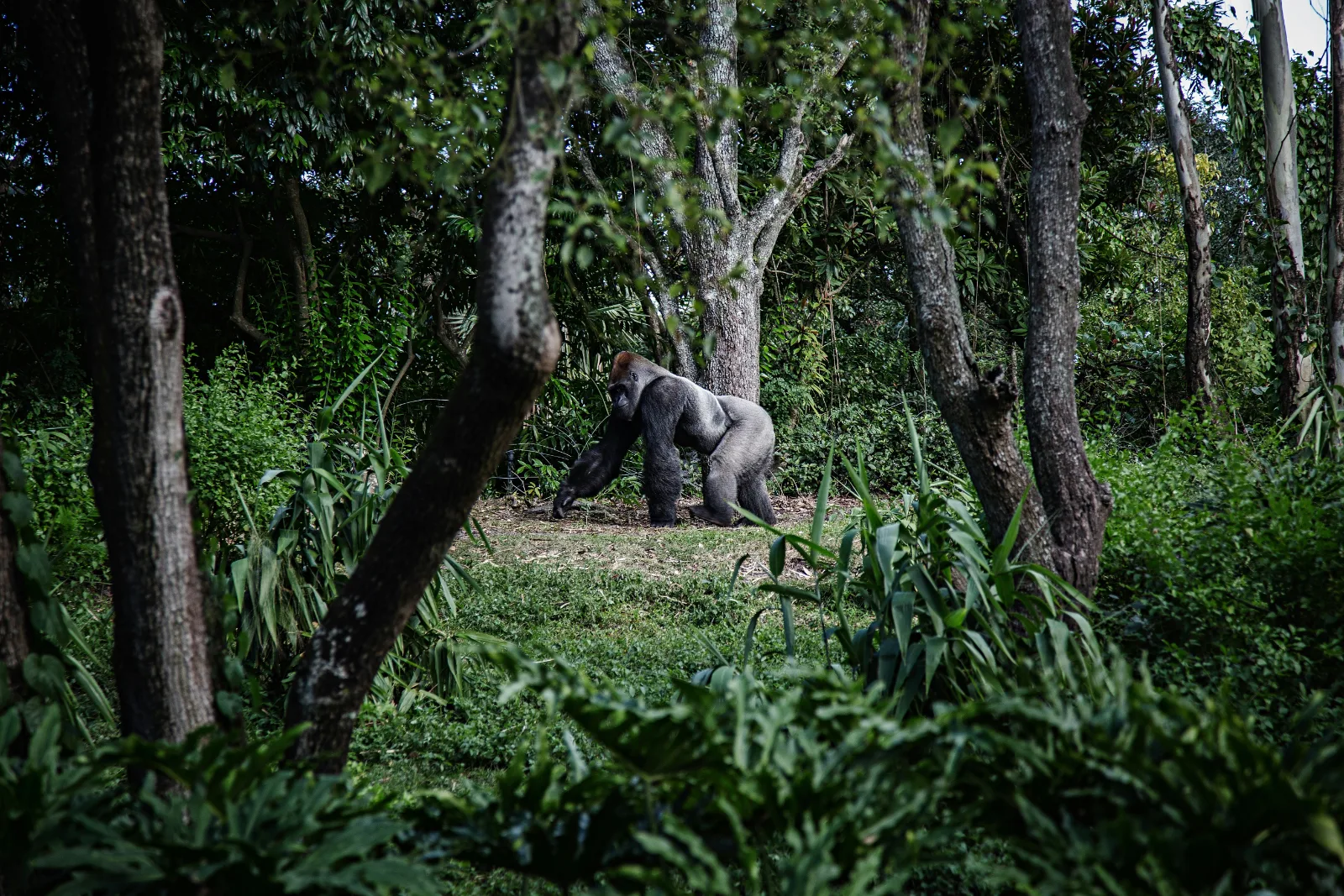 3-Day Exciting Queen Elizabeth National Park Safari - Uganda gallery image