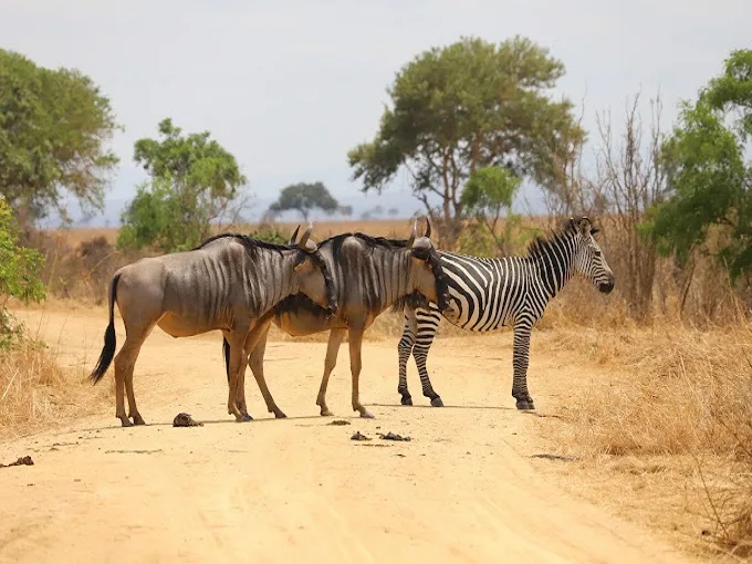 2 Days Train Safari Mikumi & Udzungwa Wildlife Adventure gallery image