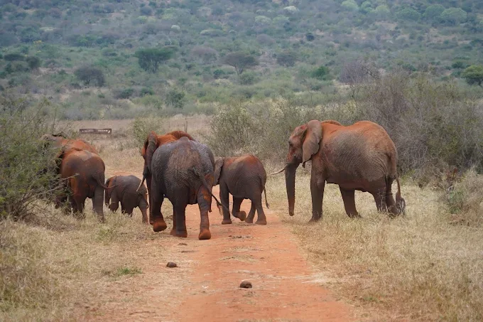 2-Day Affordable Mkomazi & Northern Circuit Group Safari Adventure – Tanzania gallery image