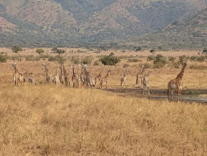 2-Day Affordable Mkomazi & Northern Circuit Group Safari Adventure – Tanzania gallery image