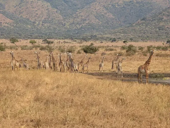 2-Day Affordable Mkomazi & Northern Circuit Group Safari Adventure - Tanzania