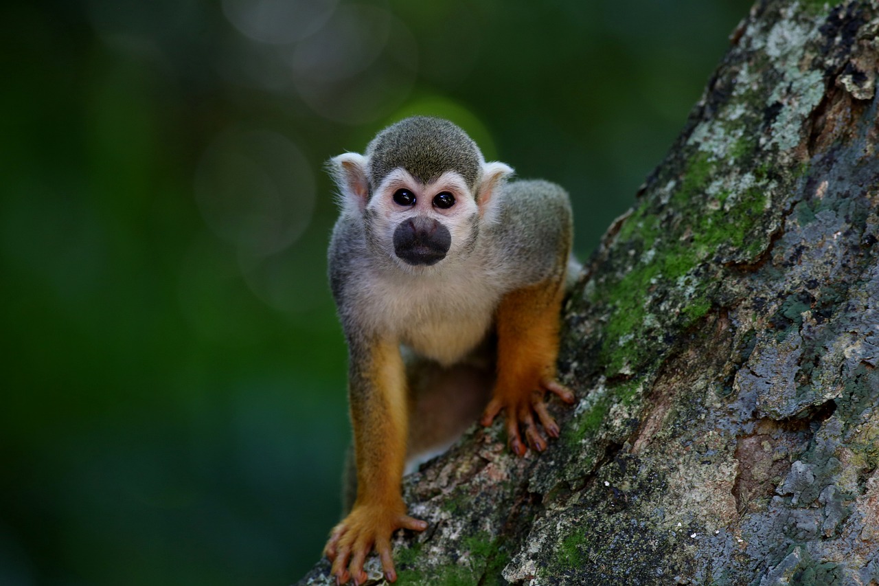 4-Day Gorilla Trek Bwindi Uganda & Golden Monkeys Rwanda gallery image