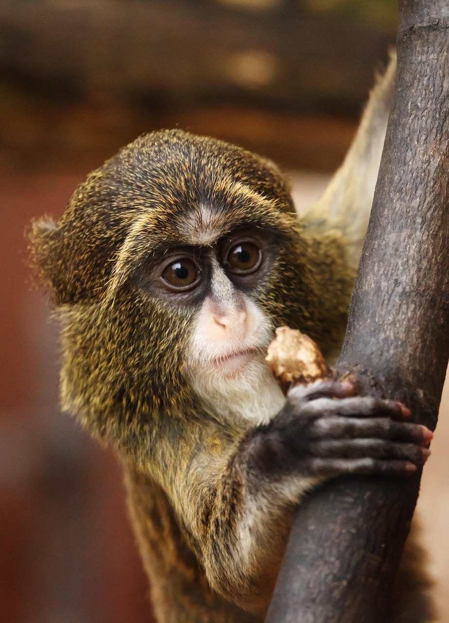 10-Day Rwanda Gorilla, Chimp, Wildlife &amp; Cultural Safari - Rwanda gallery image