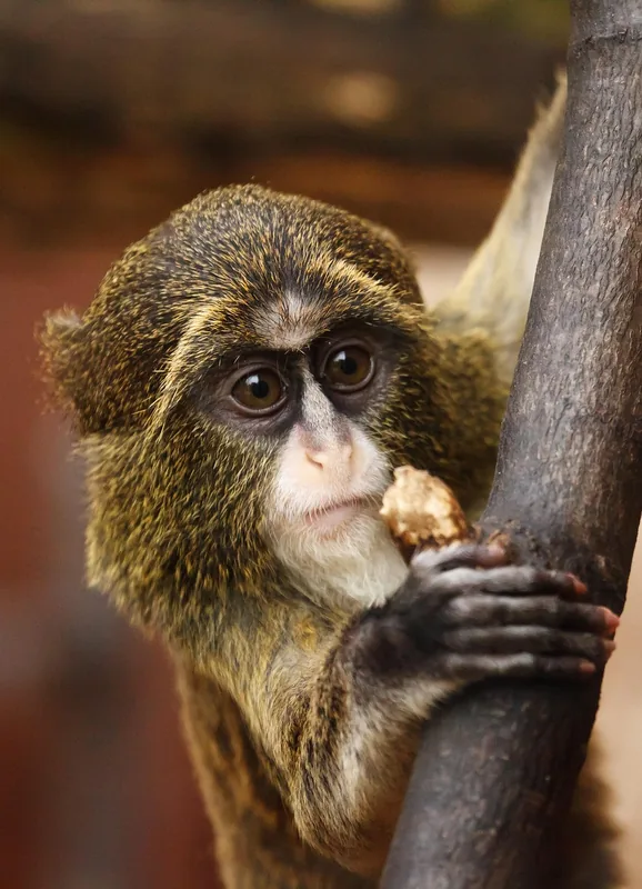 10-Day Rwanda Gorilla, Chimp, Wildlife &amp; Cultural Safari - Rwanda gallery image