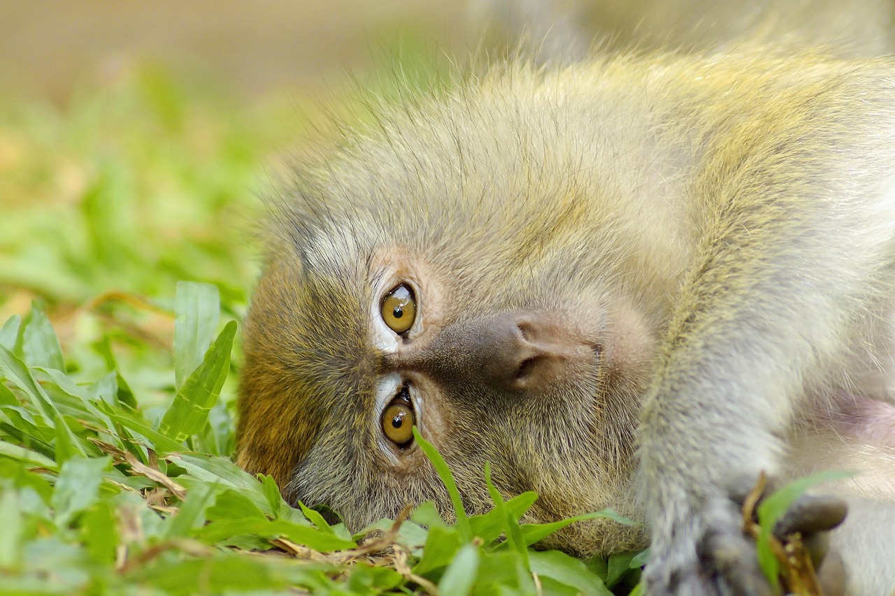10-Day Iconic Wildlife Havens and Beach Experience - Kenya safaris gallery image