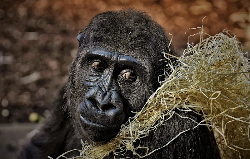 3-Day Gorilla & Golden Monkey Trekking - Rwanda