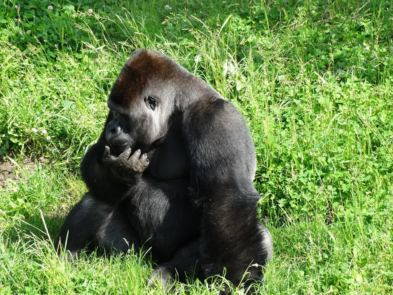4-Day Gorilla Trek Bwindi Uganda & Golden Monkeys Rwanda gallery image