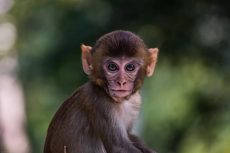 14-Day Primates Safari Across Rwanda and Uganda - Rwanda gallery image
