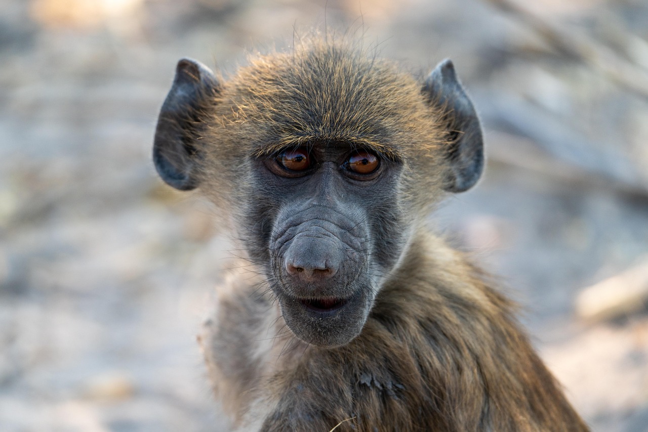 10-Day Botswana National Parks gallery image