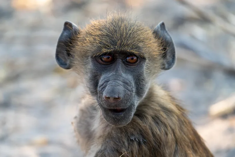 10-Day Botswana National Parks gallery image