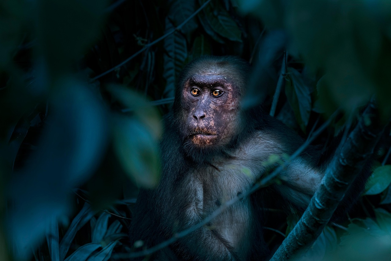 16-Day Kenya Safari & Uganda Gorilla Chimpanzee Adventure - Kenya & Uganda safari gallery image