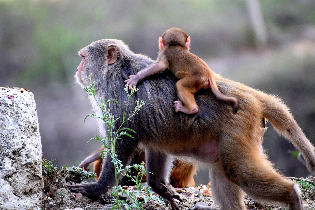 11-Day Ultimate Safari and Beach Escape - Tanzania safari gallery image